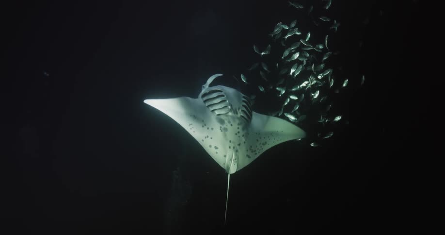 A manta ray swims toward a school of small fish