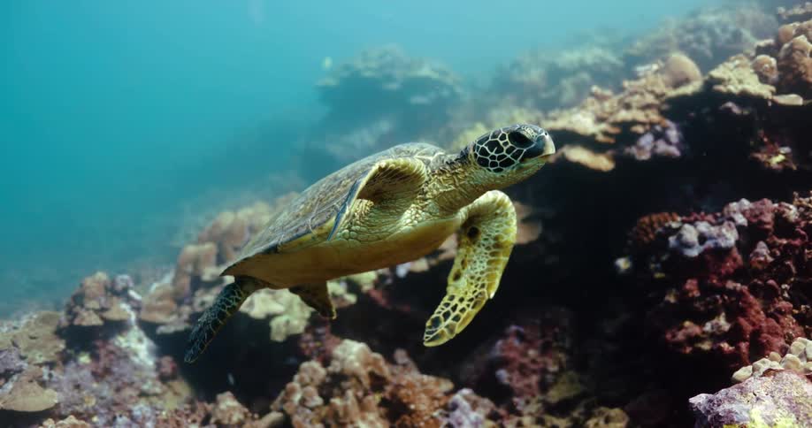 A sea turtle swimming over a coral reef in the ocean