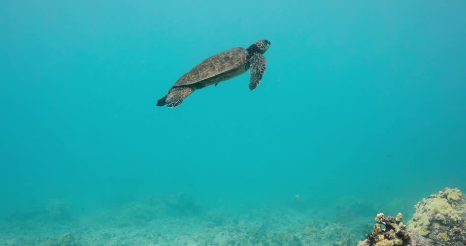 A turtle swimming under water