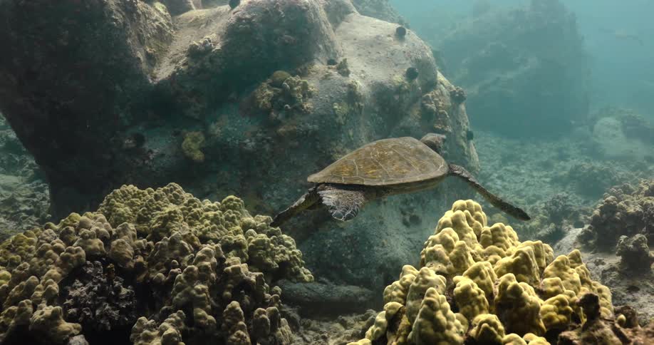 Sea turtle with green algae on the carapace slowly swimming ver the bottom of the ocean