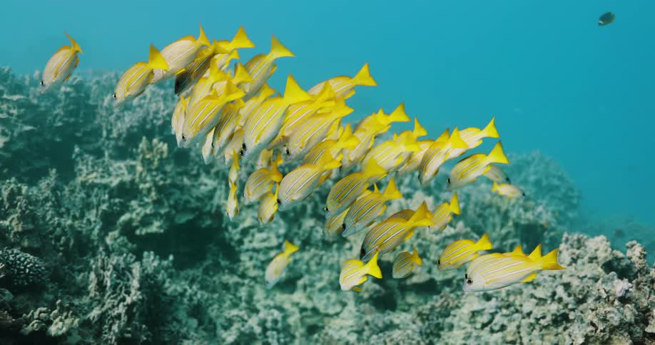 A school of yellow fish swim underwater