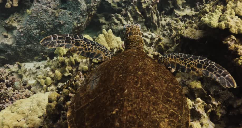 The turtle swims underwater