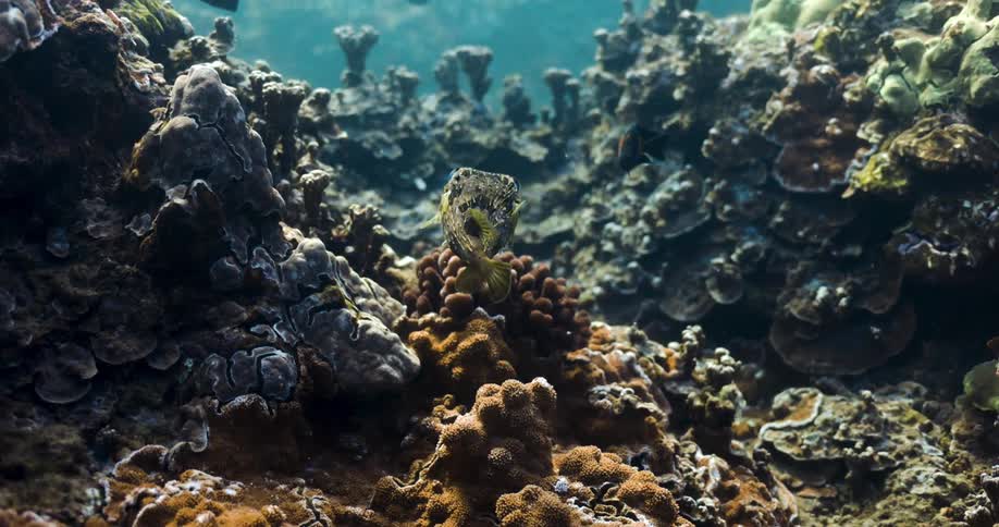 Fish swim over coral reef in the sea