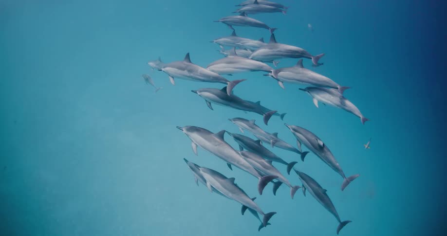 Dolphins swimming under water