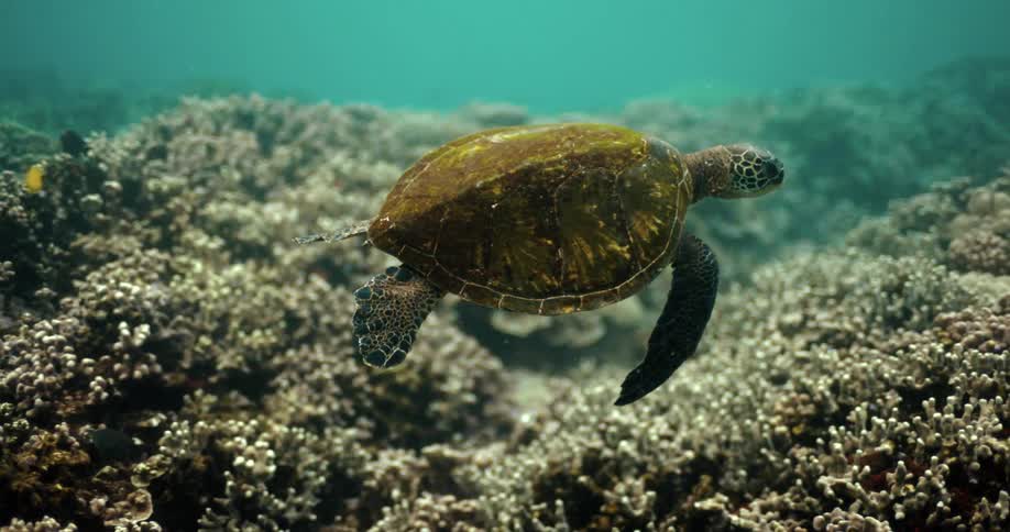 A sea turtle swimming over a coral reef in the ocean
