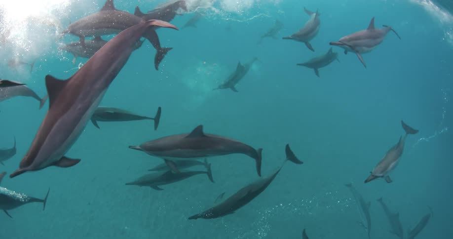 A pod of bottlenose dolphins swimming