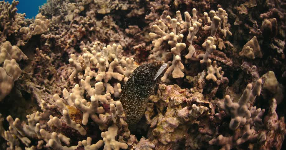 Eel extends part of its body from an opening in a coral reef
