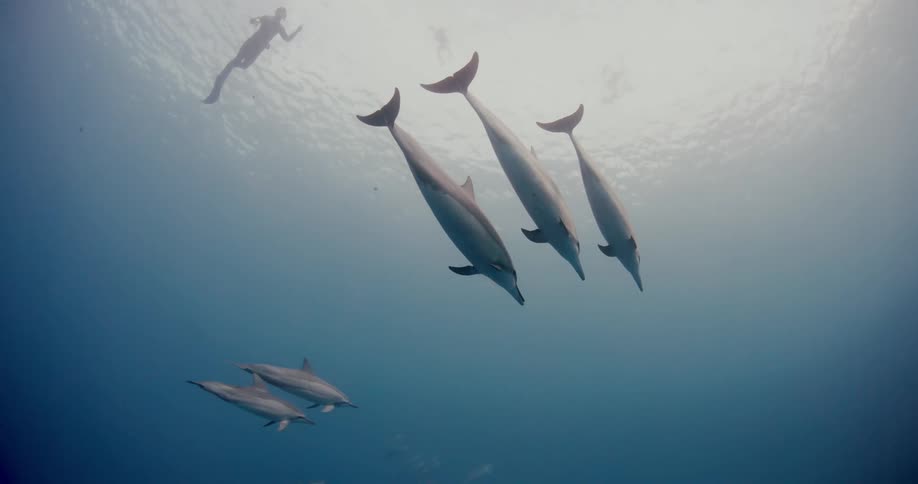A scuba diver swims toward dolphins in the sea