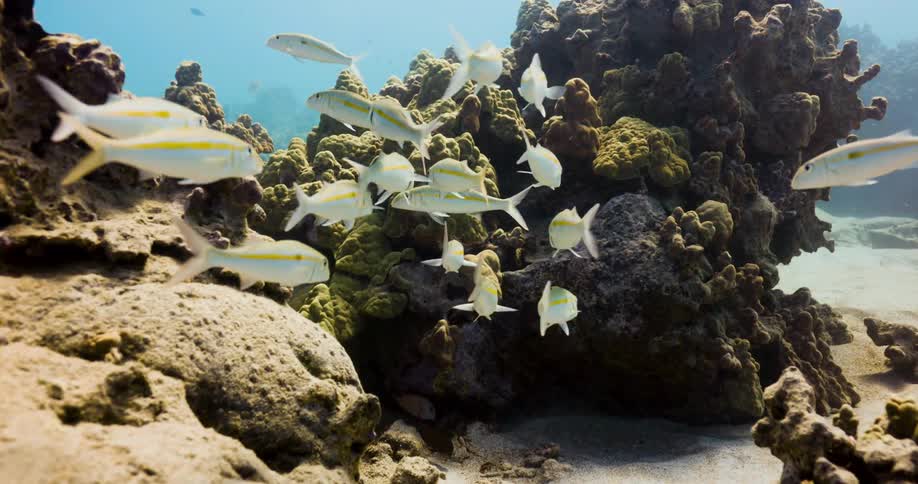 A school of fish swim underwater