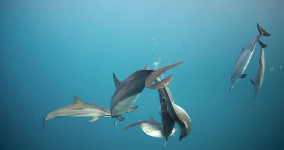 The dolphins swim around together