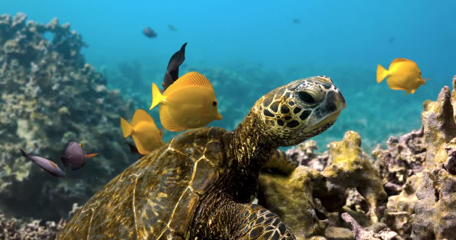 A sea turtle and fish in a coral reef in the ocean
