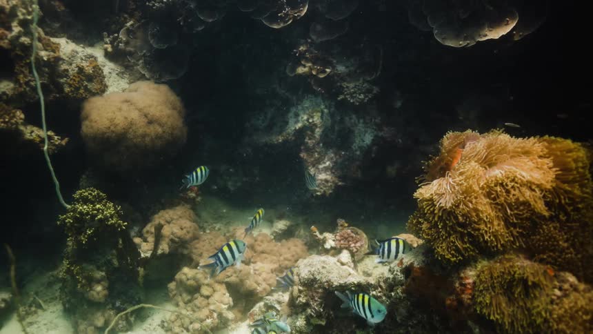Underwater footage of small fishes swimming over a coral reef in the caribbean