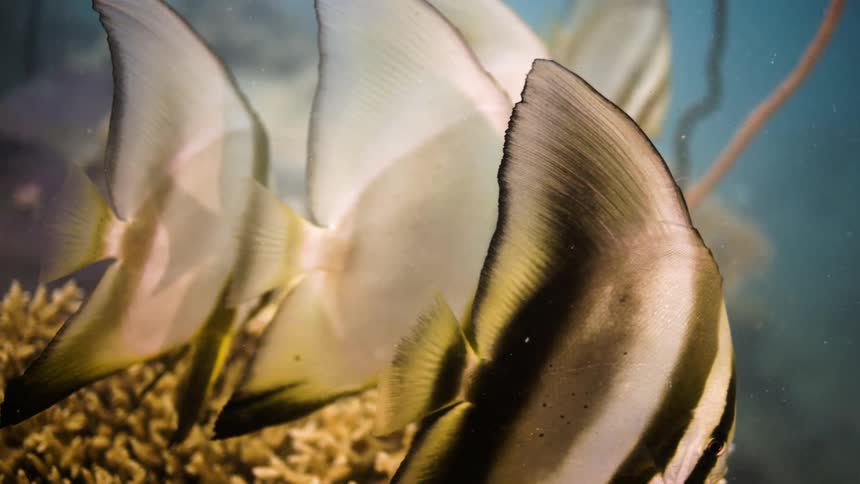 Angelfish are swimming in a tank that has plants and coral in it