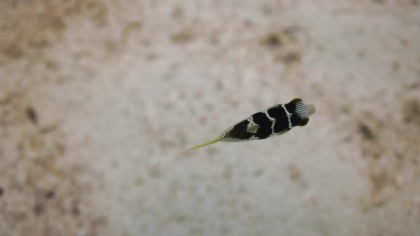 A fish is swimming by itself underwater