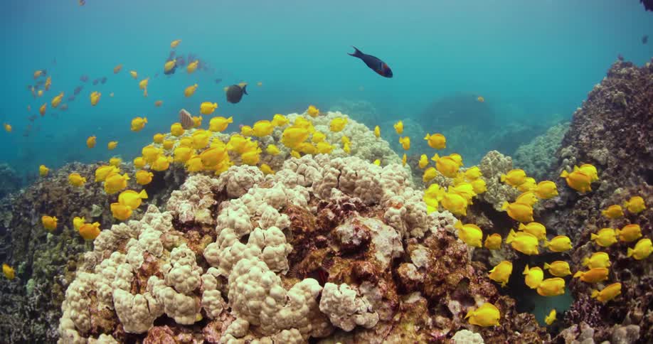 A school of yellow fish swim above coral reef