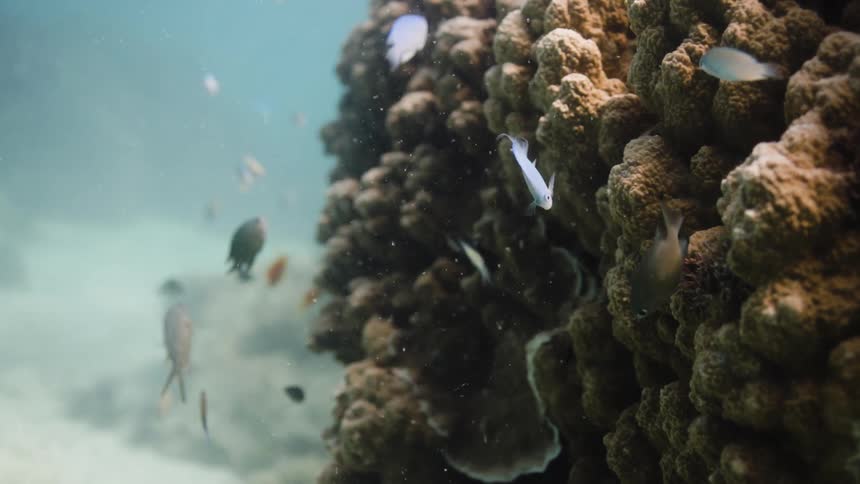 Tropical fish swim next to coral reef in ocean water