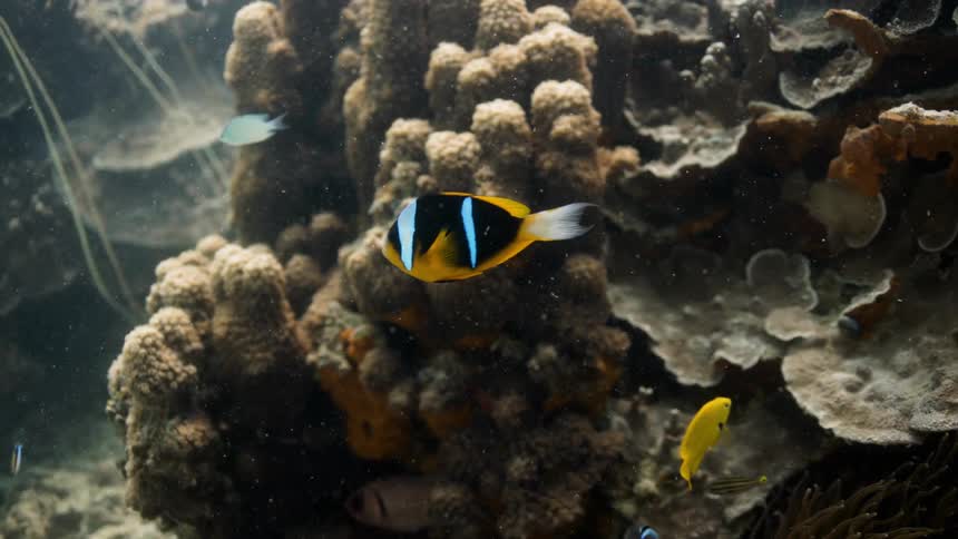 Underwater footage of small fishes swimming over a coral reef in the caribbean