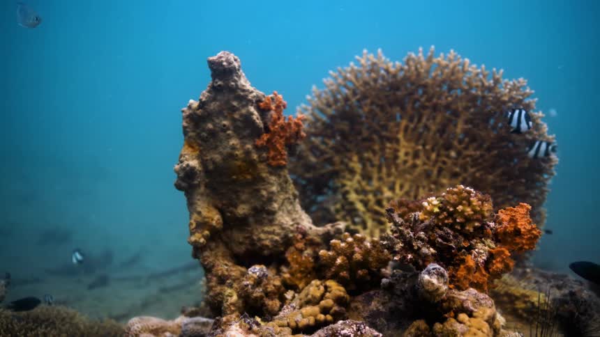 Striped fish swimming around a coral reef in the ocean