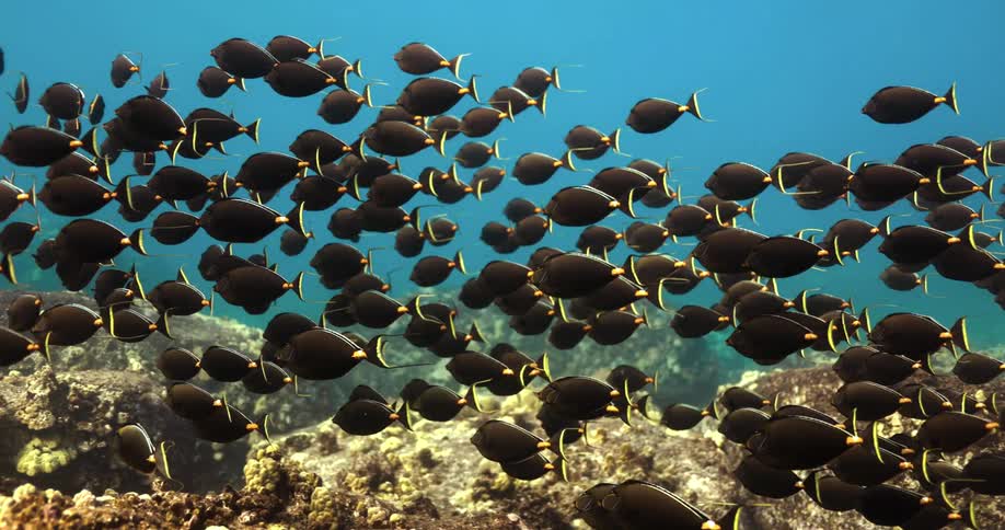Underwater footage of a shoal of black tropical fish swimming over a coral reef in the blue ocean waters