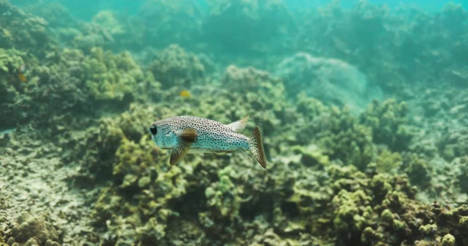 A fish is swimming over a coral reef in the ocean