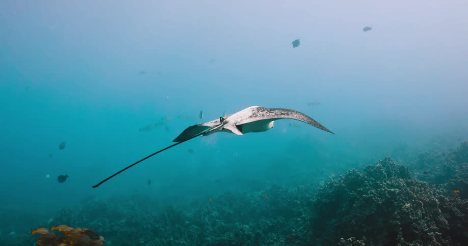 Stingray slowly swims over a reef