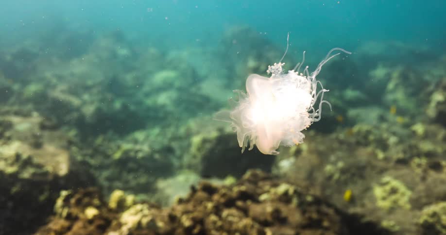 Small white jellyfish floating over a coral reef in the ocean at daytime