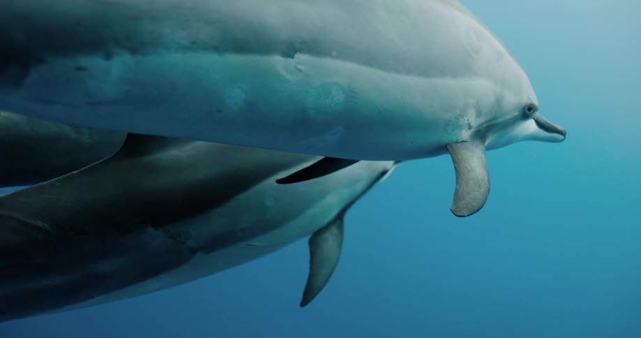 Two dolphins are swimming close together