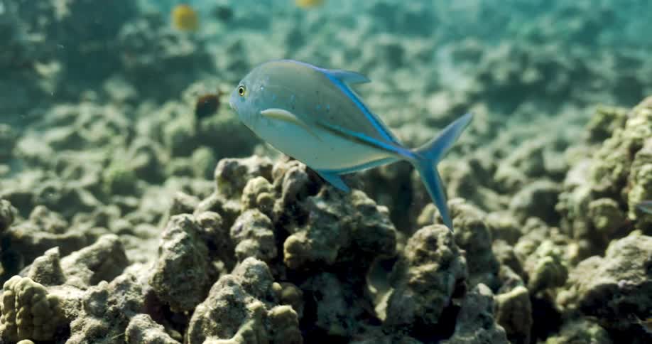 A blue and silver fish swimming in the ocean