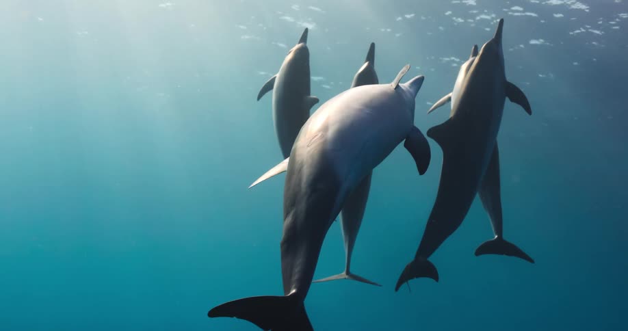 A group of dolphins swimming underwater in the ocean