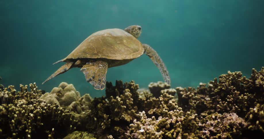 A turtle is swimming past the coral