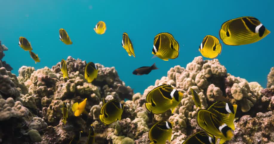 Underwater footage of a shoal of yellow tropical fish swimming over a coral reef