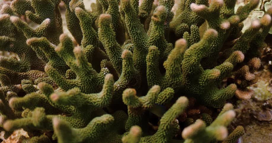 Fish swimming around a coral reef in the ocean