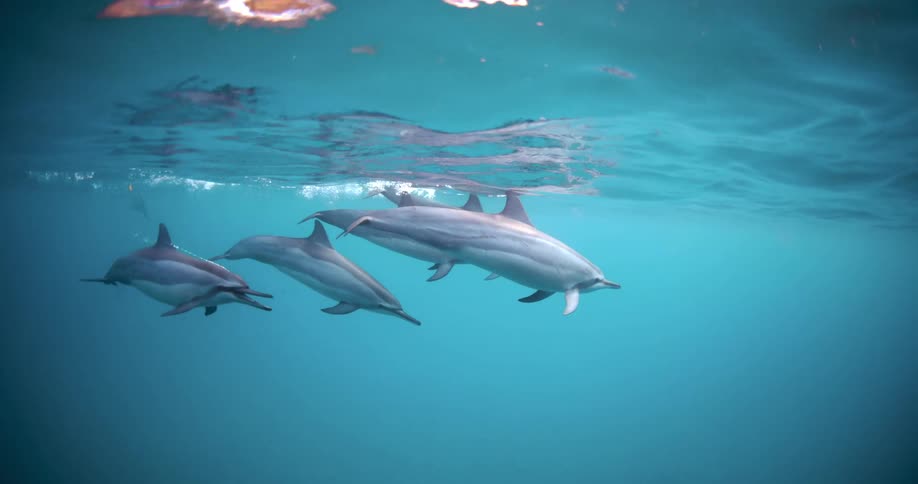 Underwater footage of a pod of dolphins swimming near the surface on the blue ocean waters