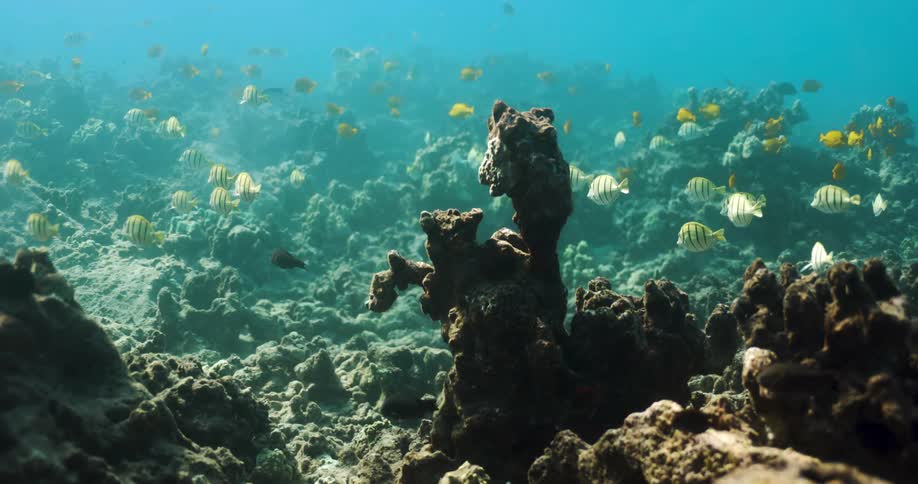 Yellow striped fish swimming by a coral reef in the sea