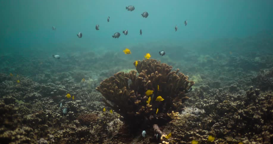Fish swim through murky water near coral on seafloor