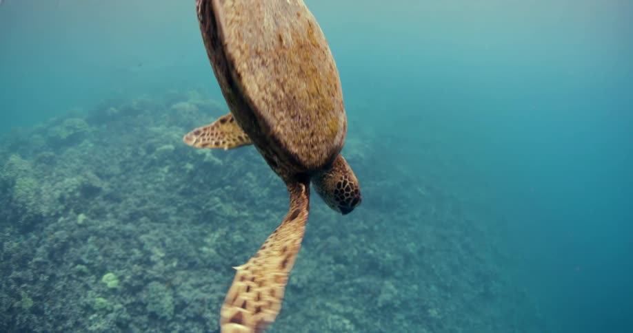 Turtle or tortoise slowly swims through the water
