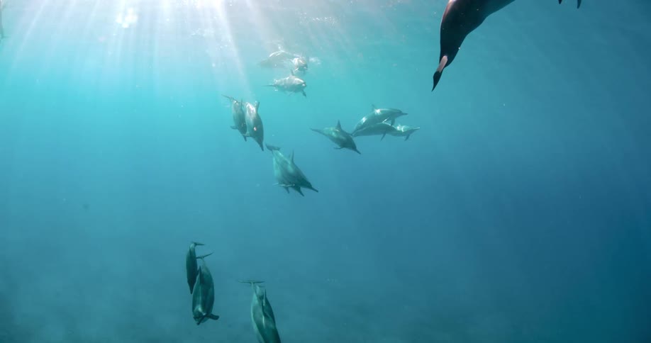 A pod of dolphins swimming in the ocean near the sun shiny surface