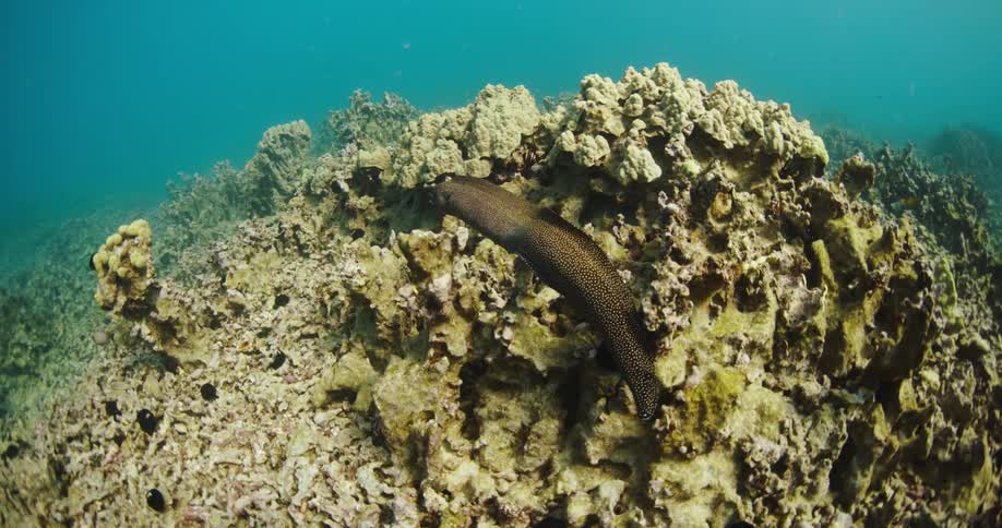 An eel swimming over a coral reef in the ocean
