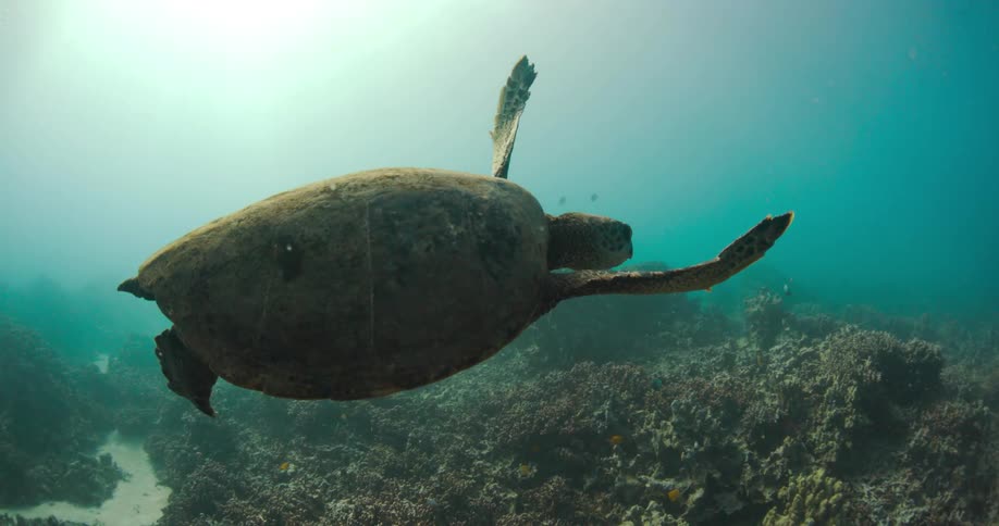 A sea turtle is swimming underwater above the seabed