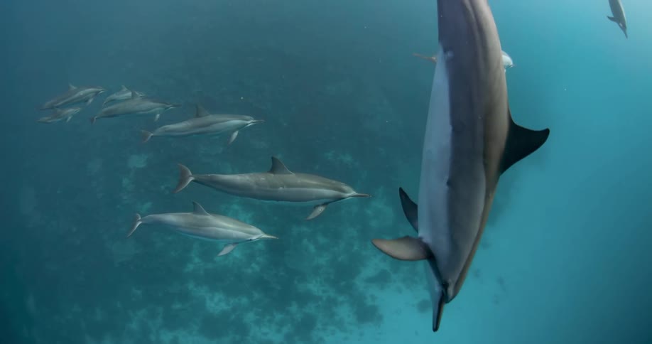 Underwater footage of a pod of dolphins swimming on the deep blue ocean waters