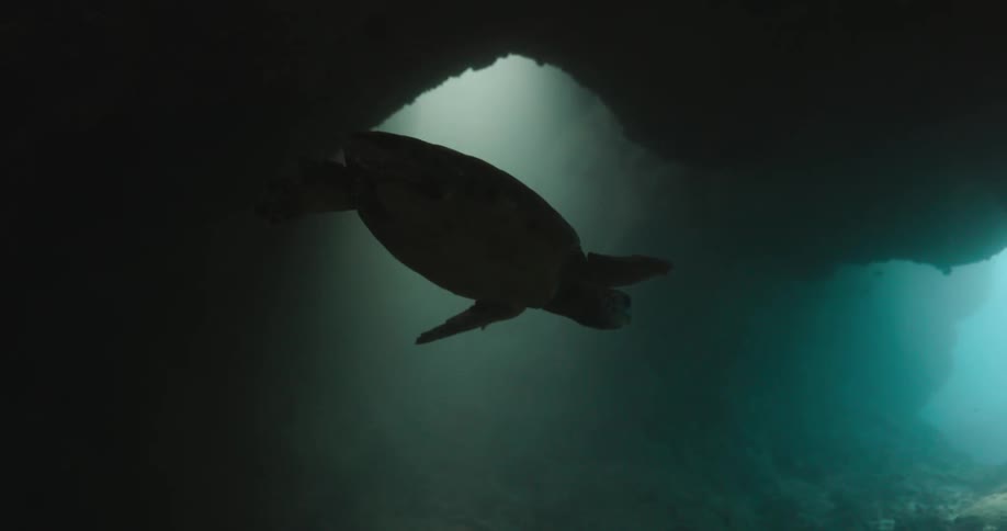 The silhouette of a sea turtle swimming in an underwater cave