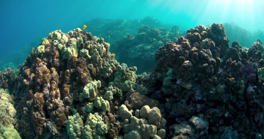 Underwater footage of small fishes swimming over a coral reef in the caribbean