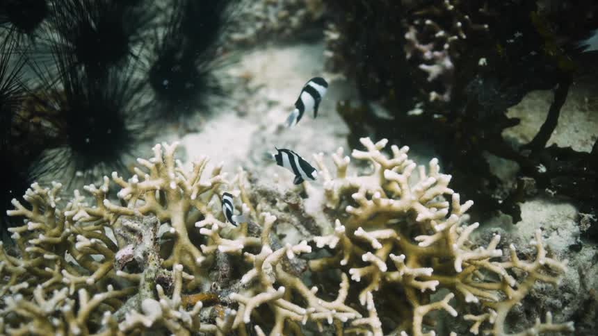 Camera tracks small fish swimming around a coral