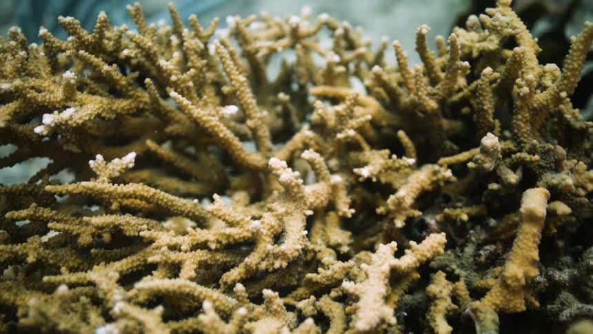 Underwater footage of small fishes swimming behind a coral reef in the caribbean