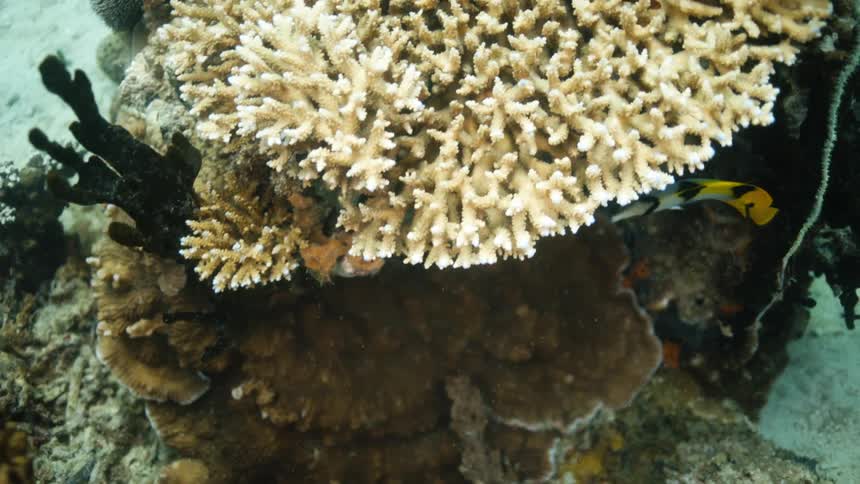 Two fishes swimming by near a coral reef at the bottom of the sea
