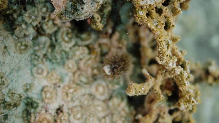 Camera pulls back from an anemone hiding in a coral