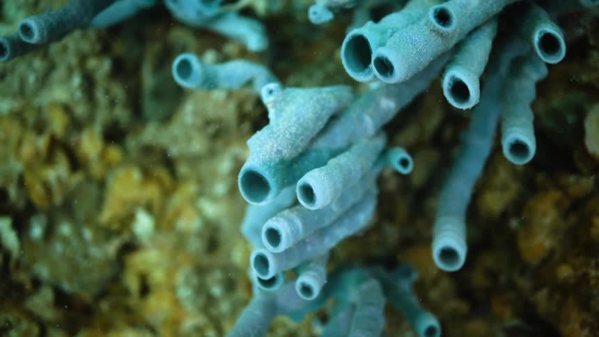 Anemones are seen attached to a coral reef