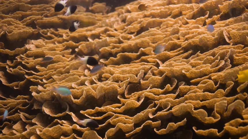 Fish swimming over coral reef in the ocean