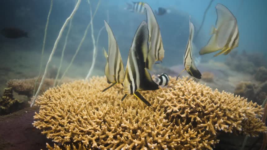 Fish swim slowly around a coral