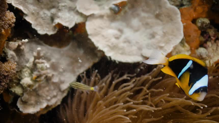 Fish are swimming in and around the coral in a reef
